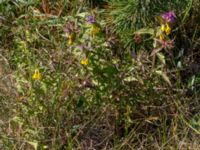 Melampyrum nemorosum Vik, Simrishamn, Skåne, Sweden 20160606_0106