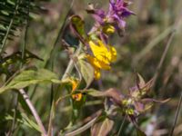 Melampyrum nemorosum Vik, Simrishamn, Skåne, Sweden 20160606_0110