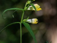 Melampyrum pratense Möstocka hed, Laholm, Halland, Sweden 20210622_0115