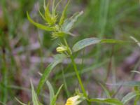 Melampyrum pratense Slåen, Esmared, Laholm, Hallnd, Sweden 20150625_0228