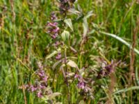 Odontites vulgaris Stora Keholmen, Vallda Sandö, Kungsbacka, Halland, Sweden 20190716_0343