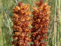 Orobanche elatior Borrebacke, Klagshamn, Malmö, Skåne, Sweden 20220629_0002