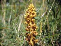 Orobanche elatior Borrebacke, Malmö, Skåne, Sweden 20050713 036