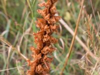 Orobanche elatior Borrebacke, Malmö, Skåne, Sweden 20150808_0057