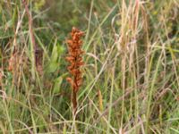 Orobanche elatior Borrebacke, Malmö, Skåne, Sweden 20150808_0060