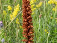 Orobanche elatior Borrebacke, Malmö, Skåne, Sweden 20160712_0002