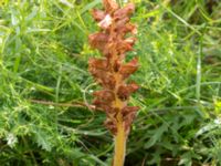 Orobanche elatior Borrebacke, Malmö, Skåne, Sweden 20170704_0052