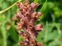 Orobanche elatior Borrebacke, Malmö, Skåne, Sweden 20170704_0054