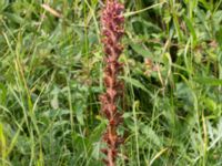 Orobanche elatior Borrebacke, Malmö, Skåne, Sweden 20170704_0056