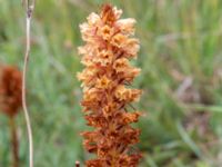 Orobanche elatior Borrebacke, Malmö, Skåne, Sweden 20200622_0001