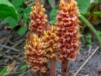 Orobanche flava Mellandammen, Öresundsparken, Malmö, Skåne, Sweden 20200613_0010