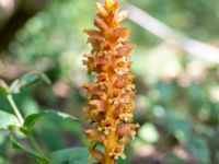 Orobanche lucorum Botaniska trädgården, Lund, Skåne, Sweden 20180620_0115