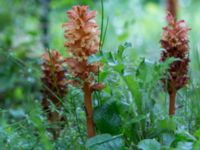 Orobanche lucorum Lunds botaniska trädgård, Lunnd, Skåne, Sweden 20160701_0003