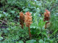 Orobanche lucorum Lunds botaniska trädgård, Lunnd, Skåne, Sweden 20160701_0005