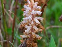 Orobanche minor 550 m VNV Maglarps kyrka, Trelleborg, Skåne, Sweden 20180620_0027