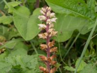 Orobanche reticulata Övedsgården, Sjöbo, Skåne, Sweden 20160714_0071