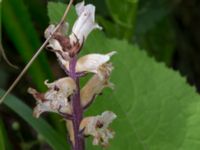 Orobanche reticulata Övedsgården, Sjöbo, Skåne, Sweden 20160714_0073