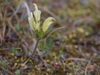 Pedicularis capitata Coffee Dome, Nome, Alaska, USA 20140620_0611