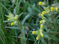 Rhinanthus angustifolius Kungsmarken, Lund, Skåne, Sweden 20160528_0077