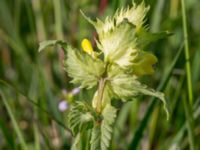 Rhinanthus angustifolius ssp. grandiflorus Hercules dammar, Kristianstad, Skåne, Sweden 20170528_0129