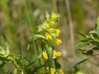 Rhinanthus angustifolius ssp. grandiflorus Tvedöra grustag 20120609 347