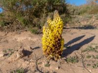 Cistanche phelipaea Oued Massa, Morocco 20180224_0244