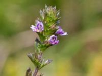 Euphrasia micrantha Skanörs ljung, Falsterbohalvön, Vellinge, Skåne, Sweden 20160811_0036