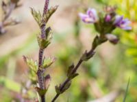 Euphrasia micrantha Skanörs ljung, Falsterbohalvön, Vellinge, Skåne, Sweden 20160811_0038