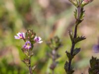 Euphrasia micrantha Skanörs ljung, Falsterbohalvön, Vellinge, Skåne, Sweden 20160811_0039