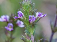 Euphrasia micrantha Skanörs ljung, Falsterbohalvön, Vellinge, Skåne, Sweden 20160811_0042