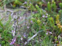 Euphrasia micrantha Skanörs ljung, Falsterbohalvön, Vellinge, Skåne, Sweden 20160811_0044