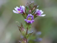 Euphrasia micrantha Skanörs ljung, Falsterbohalvön, Vellinge, Skåne, Sweden 20160811_0045