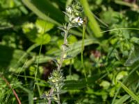 Euphrasia nemorosa Badplatsen, Klagshamns udde, Malmö, Skåne, Sweden 20160824_0019