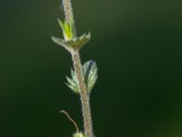 Euphrasia nemorosa Badplatsen, Klagshamns udde, Malmö, Skåne, Sweden 20160824_0021