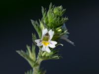 Euphrasia nemorosa Badplatsen, Klagshamns udde, Malmö, Skåne, Sweden 20160824_0023