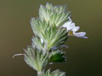 Euphrasia nemorosa Badplatsen, Klagshamns udde, Malmö, Skåne, Sweden 20160824_0026