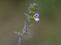 Euphrasia nemorosa Loarp, Linderöd, Kristianstad, Skåne, Sweden 20210801_0134