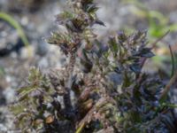 Euphrasia nemorosa Skanörs ljung, Falsterbohalvön, Vellinge, Skåne, Sweden 20160811_0024