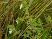 Euphrasia officinalis ssp. pratensis Fårarp, Ystad, Skåne, Sweden 20180831_0001