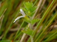 Euphrasia officinalis ssp. pratensis Fårarp, Ystad, Skåne, Sweden 20180831_0008