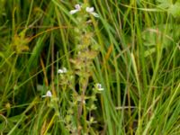 Euphrasia officinalis ssp. pratensis Fårarp, Ystad, Skåne, Sweden 20180831_0011