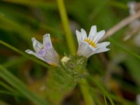 Euphrasia officinalis ssp. pratensis Fårarp, Ystad, Skåne, Sweden 20180831_0012