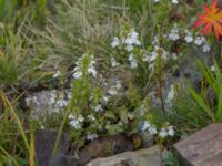 Euphrasia pectinata Krasnaja Poljana, Krasnodar, Russia 20160908_0808