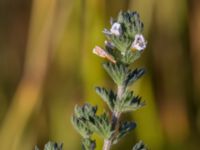 Euphrasia stricta Åstorp, Falkenberg, Halland, Sweden 20150721_0082