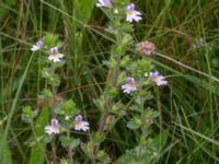 Euphrasia stricta ssp. breviplila Lyngsjön, Kristianstad, Skåne, Sweden 20170719_0119