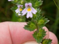 Euphrasia stricta ssp. breviplila Lyngsjön, Kristianstad, Skåne, Sweden 20170719_0123