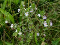 Euphrasia stricta ssp. breviplila Lyngsjön, Kristianstad, Skåne, Sweden 20170719_0125