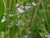 Euphrasia stricta ssp. breviplila Lyngsjön, Kristianstad, Skåne, Sweden 20170719_0127