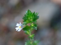 Euphrasia stricta var. brevipila Havgårdsnäs, Hässleholm, Skåne, Sweden 20180826_0059