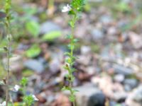 Euphrasia stricta var. brevipila Havgårdsnäs, Hässleholm, Skåne, Sweden 20180826_0061